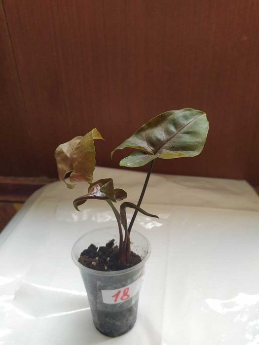 Сингониум white butterfly