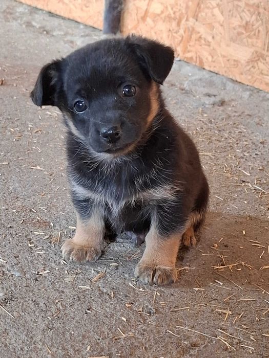 Oddam pieska w dobre ręce