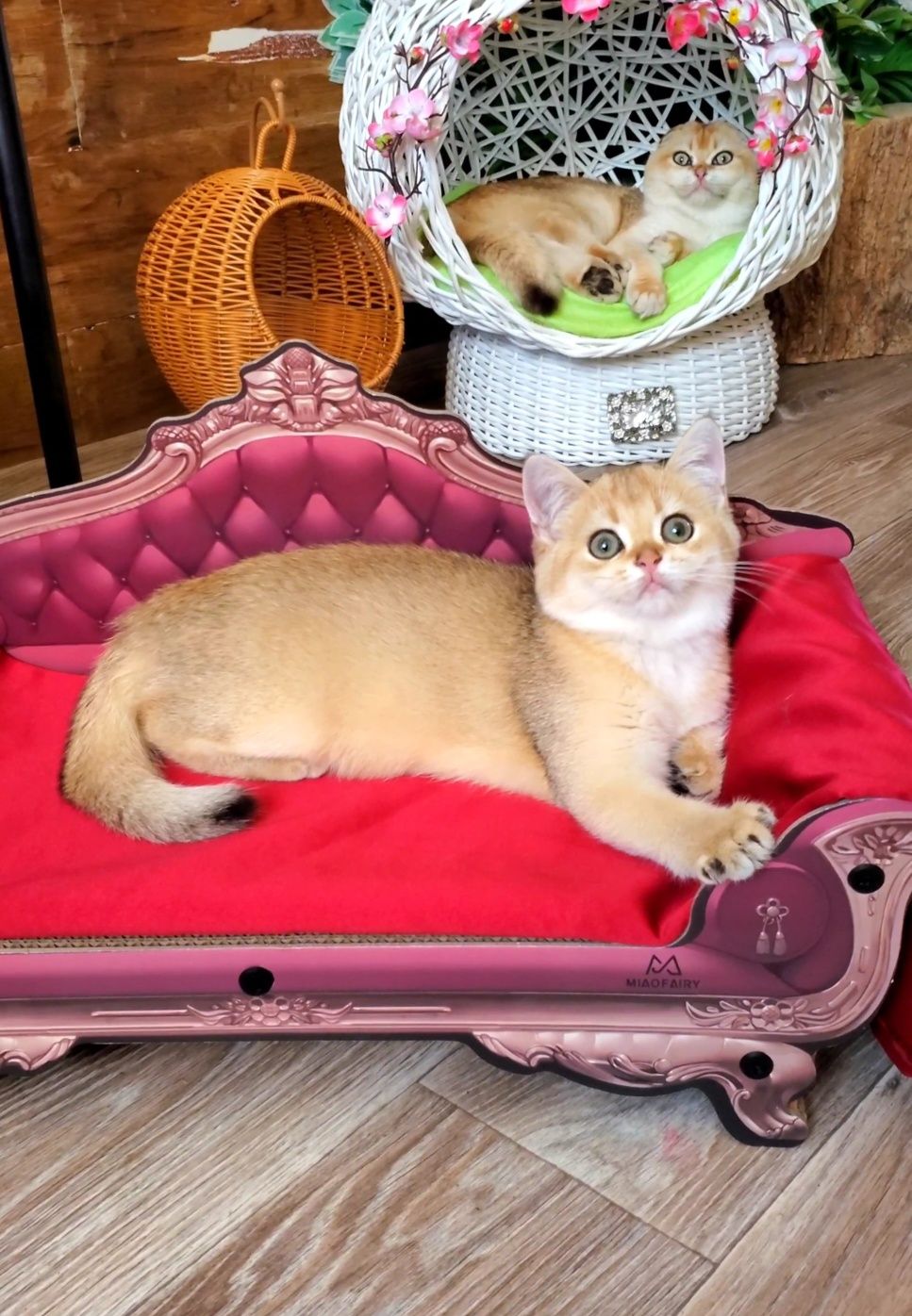 Кукольная девочка с международным паспортом. Котята золотая шиншилла.