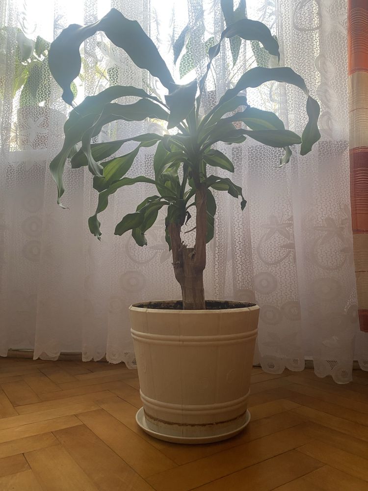 Dracena wonna w doniczce