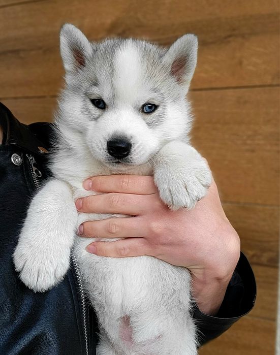 ICE MOON piesek po championach zkwp fci siberian husky