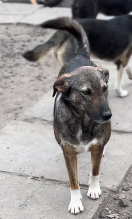 Добрая и стерилизованая Клава