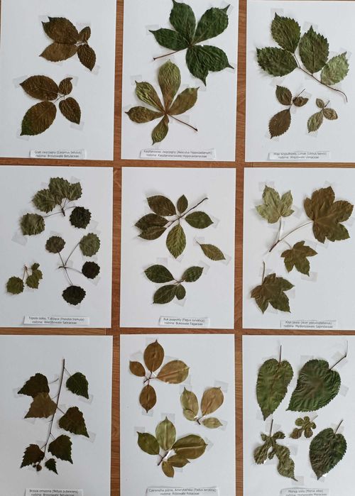 25 gat pędy  drzewa wybrane zielnik 2025 z opisami nienaklejony