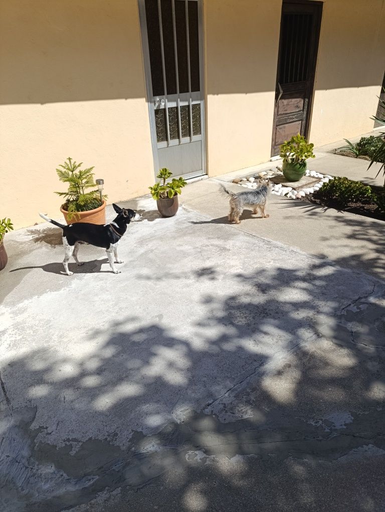 Dog walking em Canidelo ,Gaia