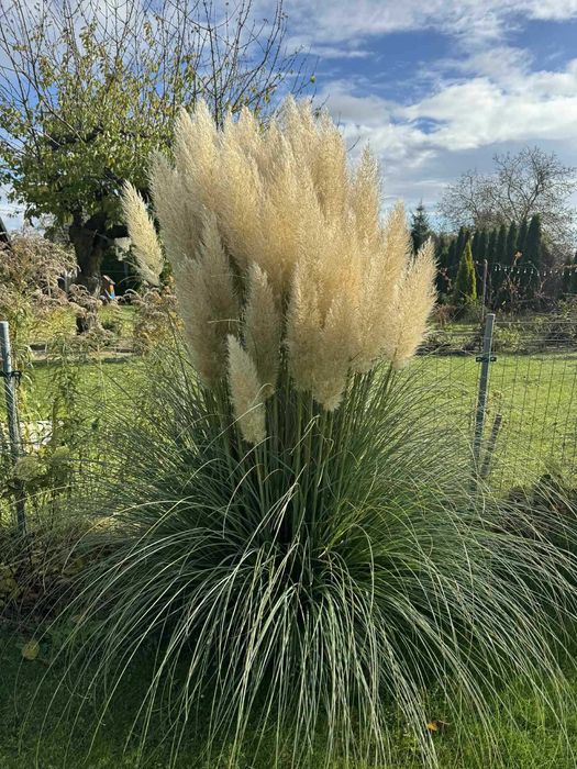 Kwiatostan / Suszka Trawa Pampasowa - Świeżo cięta - Cena za 1 szt.