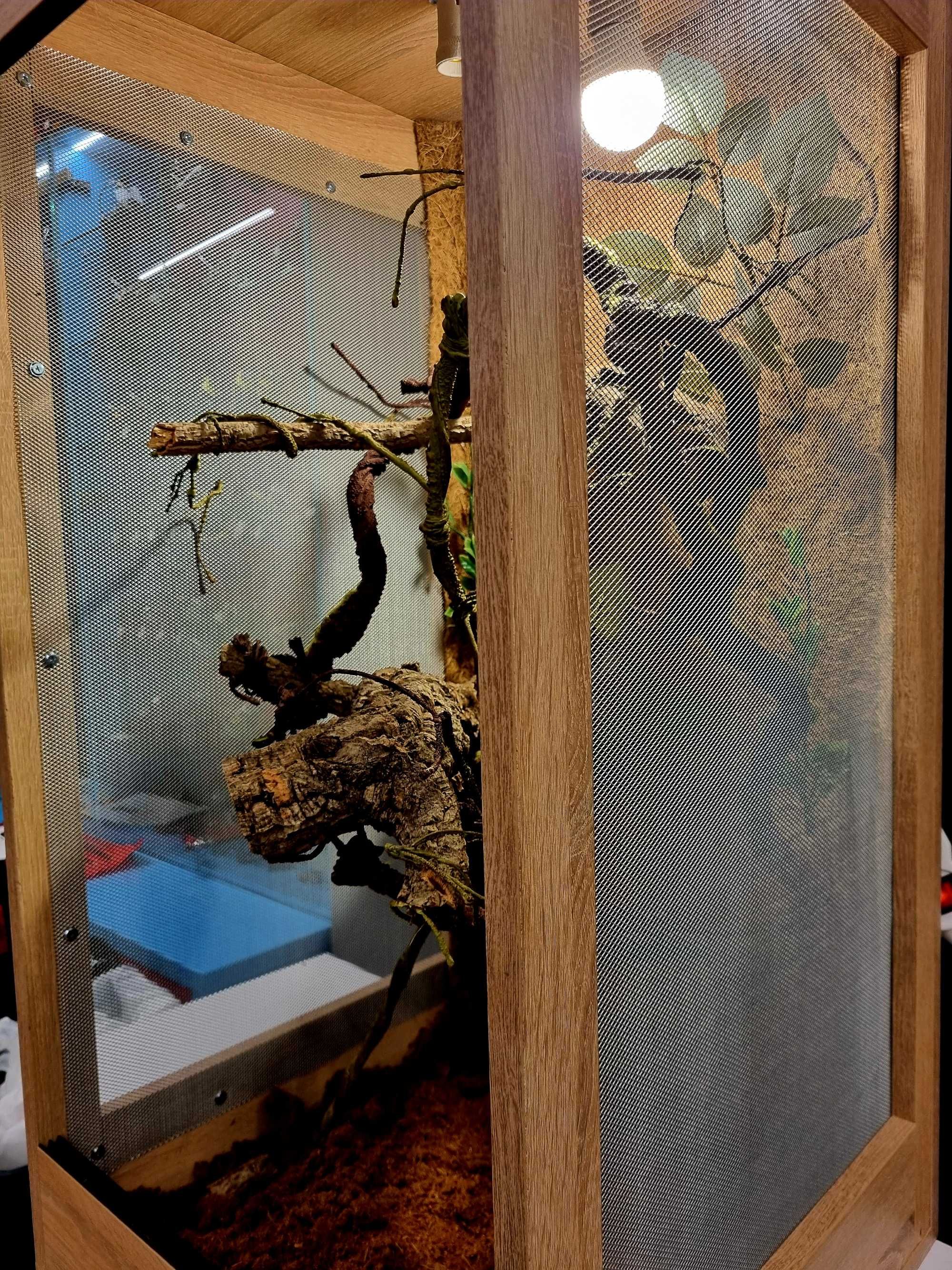 Terrarium 50x50x100 dla kameleona