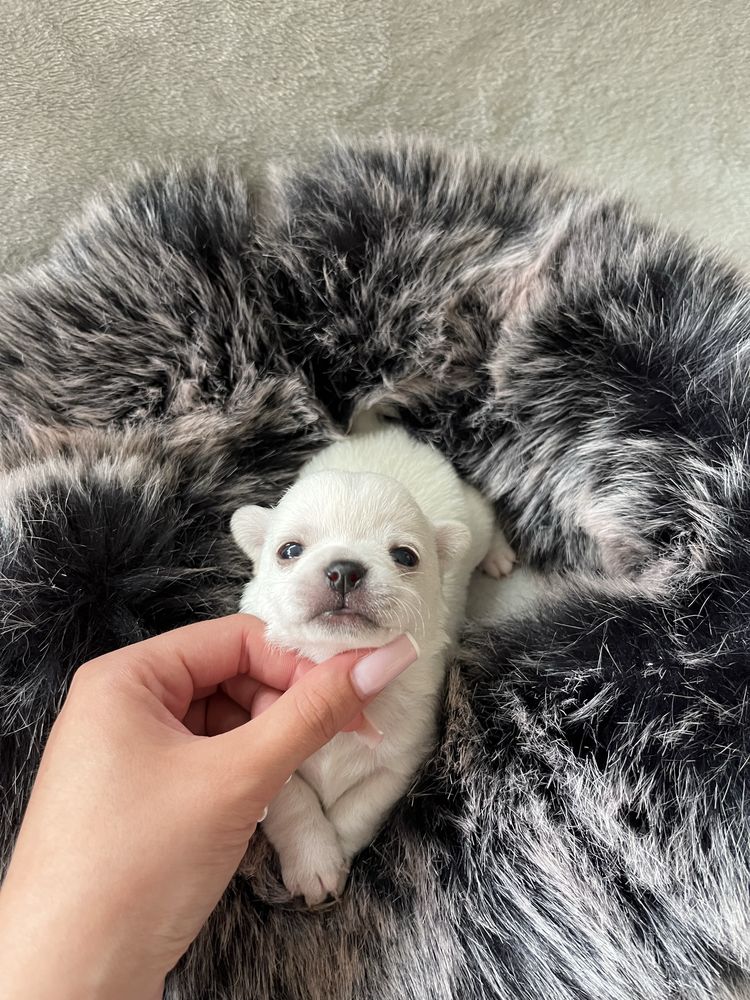 Chihuahua piesek biały