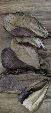 Liście ketapangu - migdałecznika