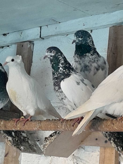 Gołębie Pakistanskie