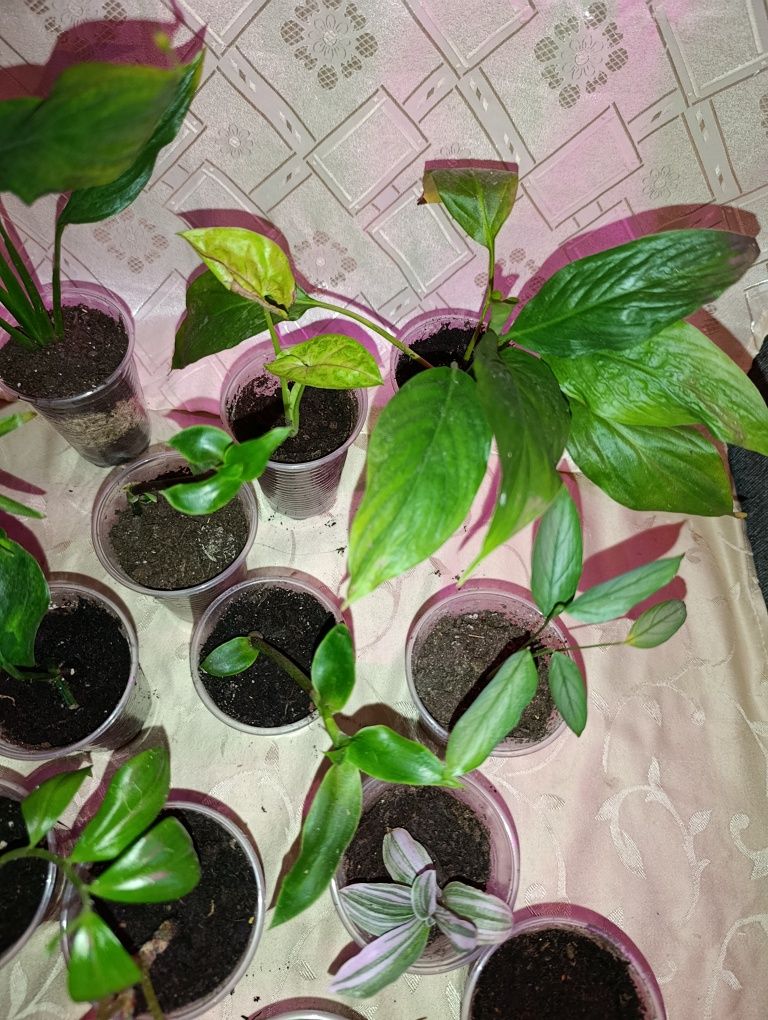 Продаются комнатные растения все по 20
