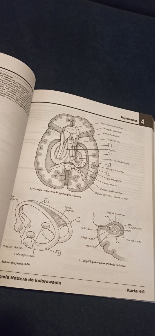 Anatomia Nettera do kolorowania
