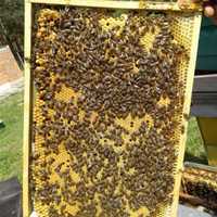 Продаємо бджолопакети на Українську рамку