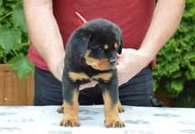 Rottweiler, rottweilery, szczeniak suka ZKwP Poznań