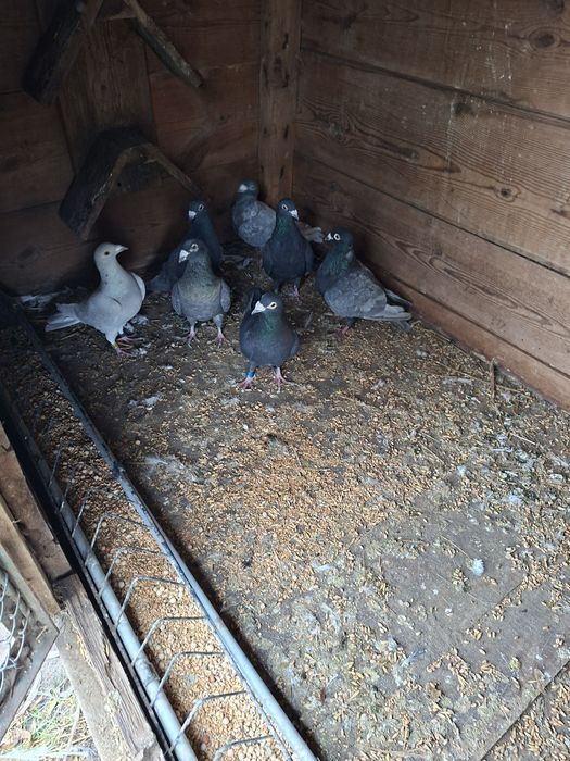 Goelebie pocztowe kolorowe