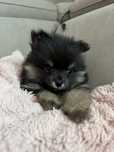 Szpic miniaturowy pomeranian black tan sunia/piesek