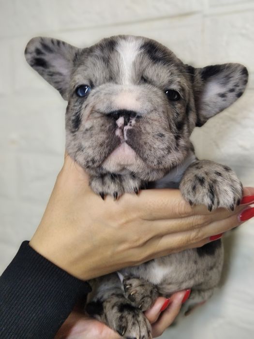 Элитная девочка Биг роп