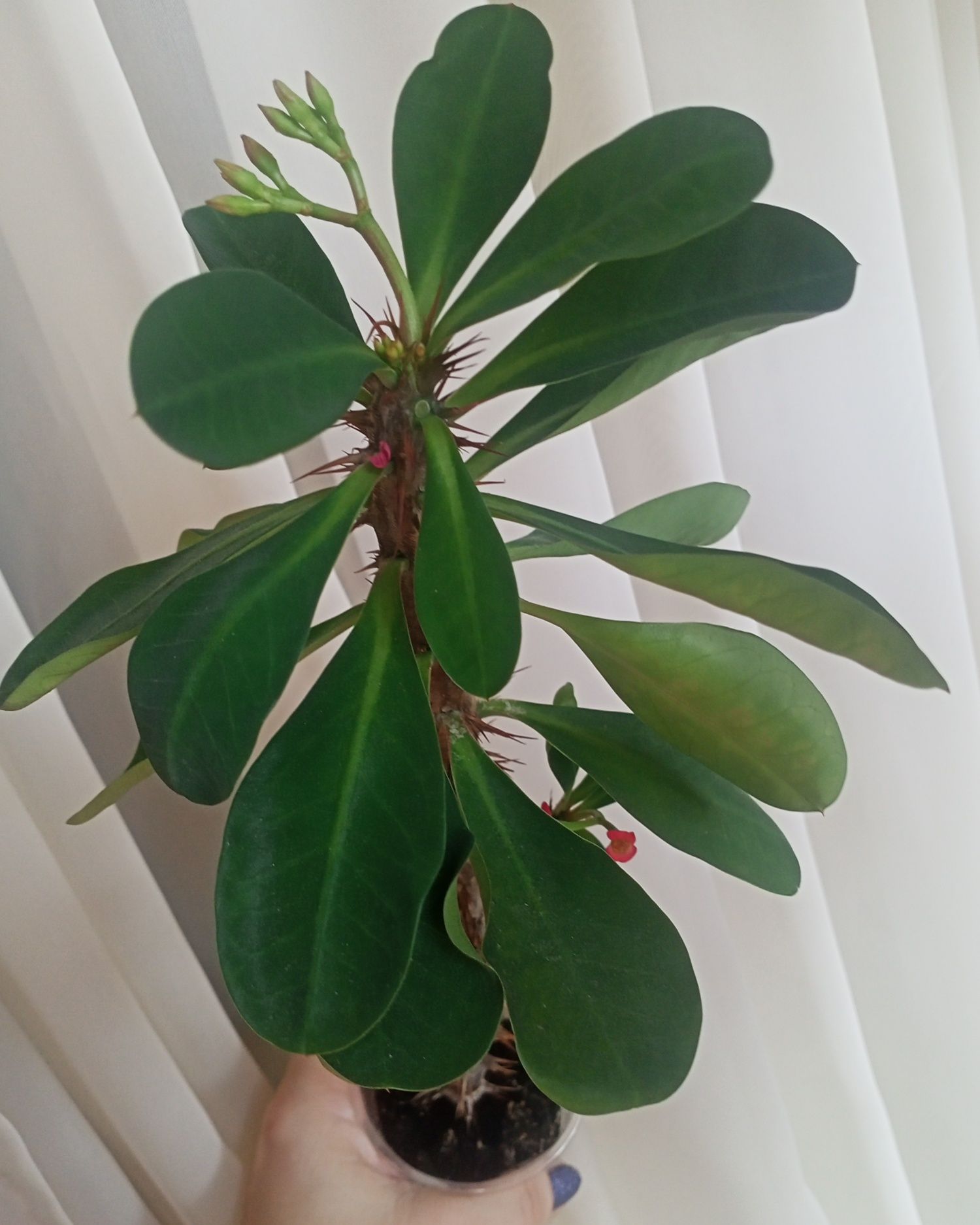 Молочай Миля/ Euphorbia milii, цвета фуксия и бежевый