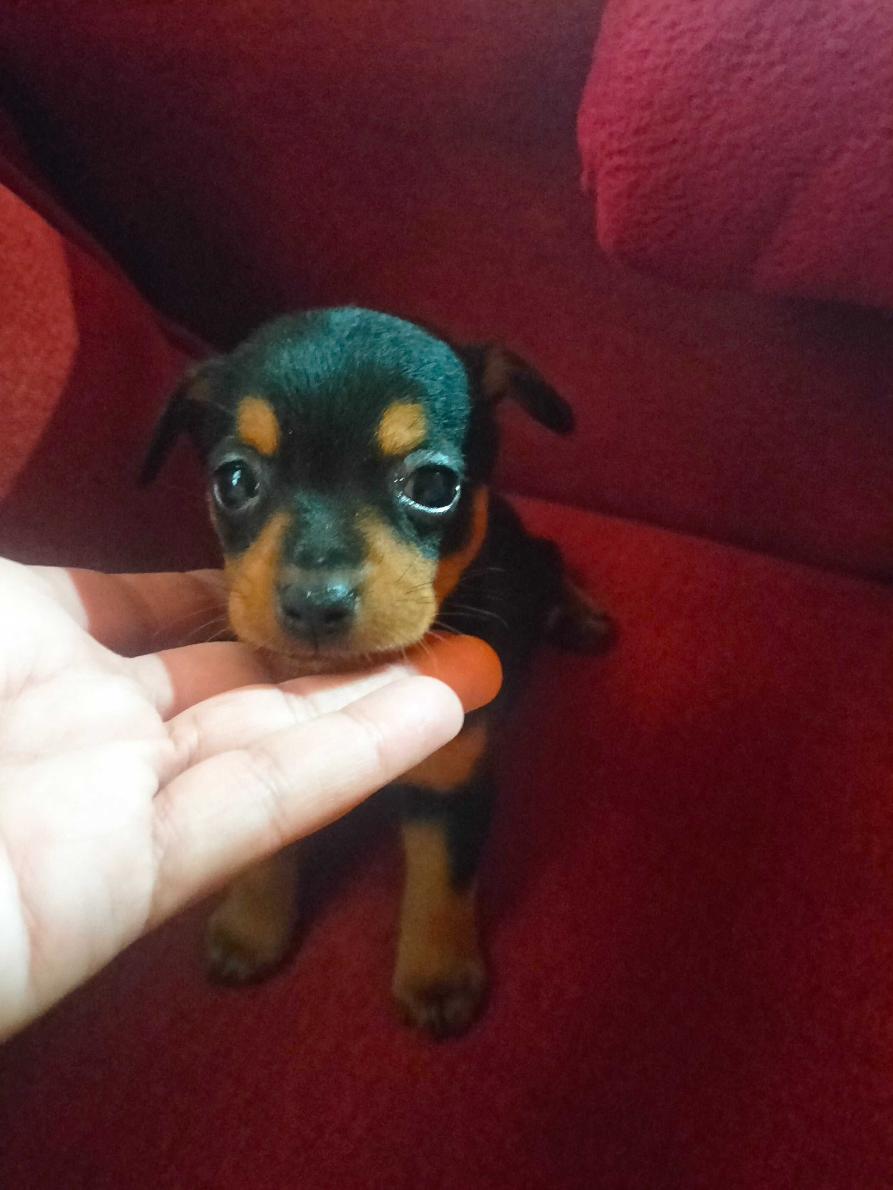 Pinscher fêmea belíssima