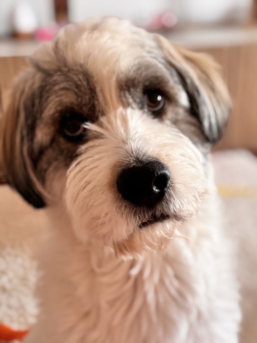 Doa-se Cão Porte Grande 23kg