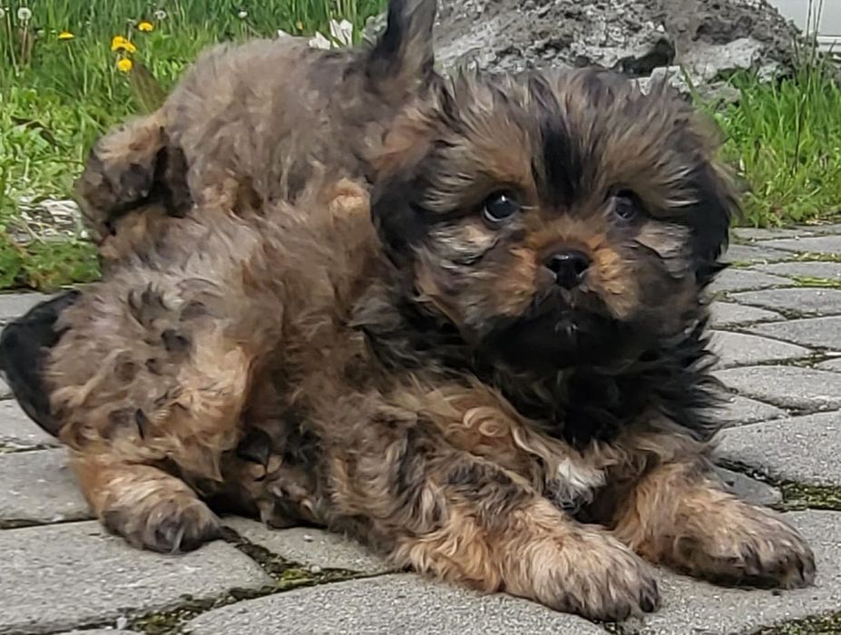 Shih tzu gotowa na zmianę domku