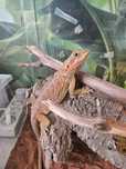 Agama brodata (Pogona vitticeps)