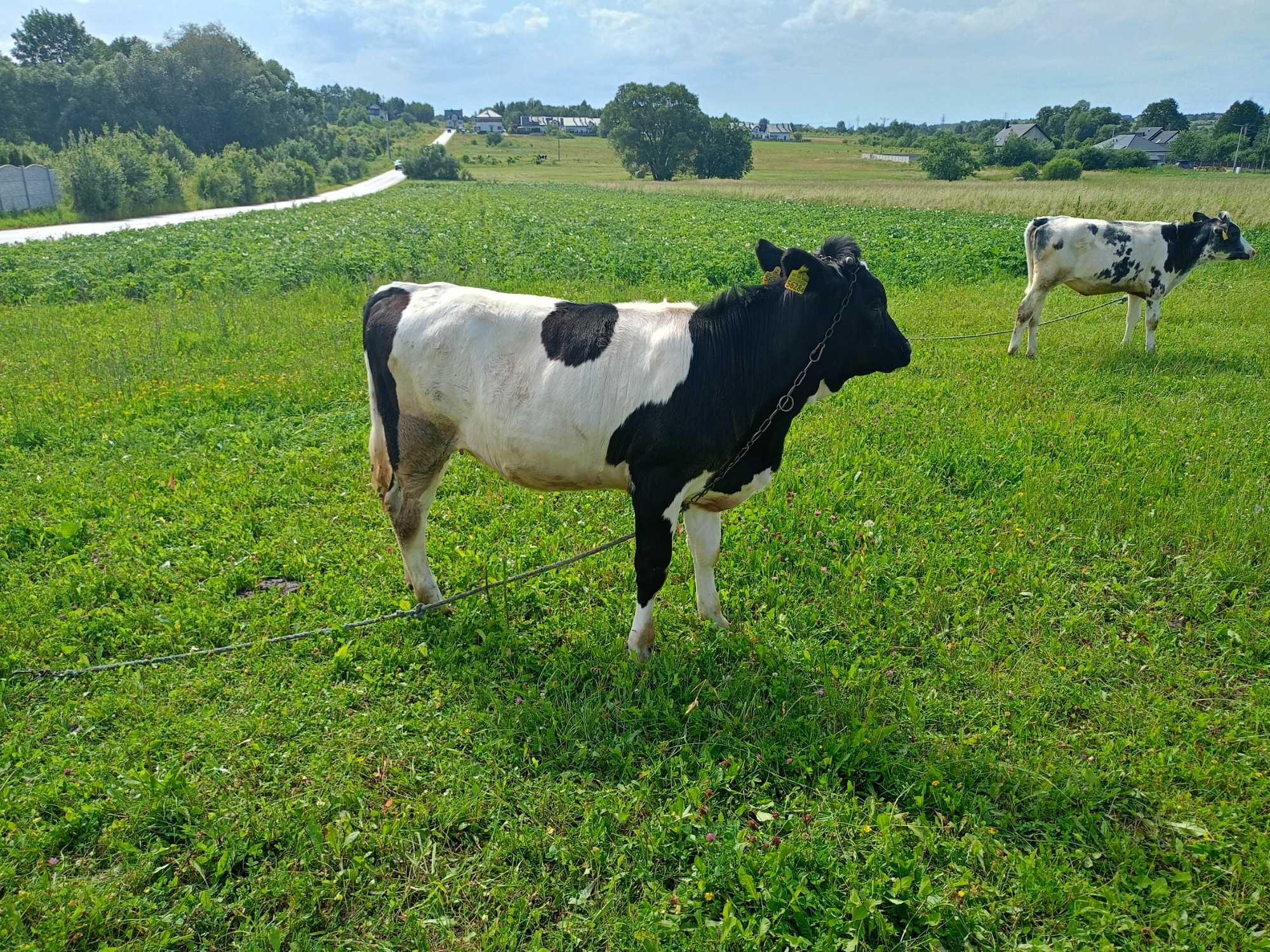 Jałówka sprzedam