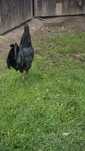 Koguty ayam cemani
