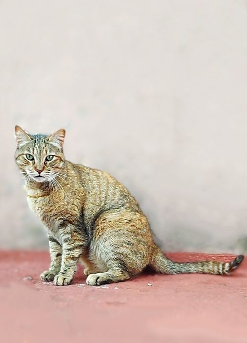 Adoção conjunta de gatos  Mãe e filho