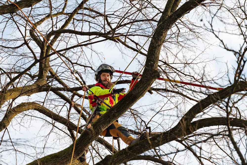 Pielęgnacja i wycinka drzew