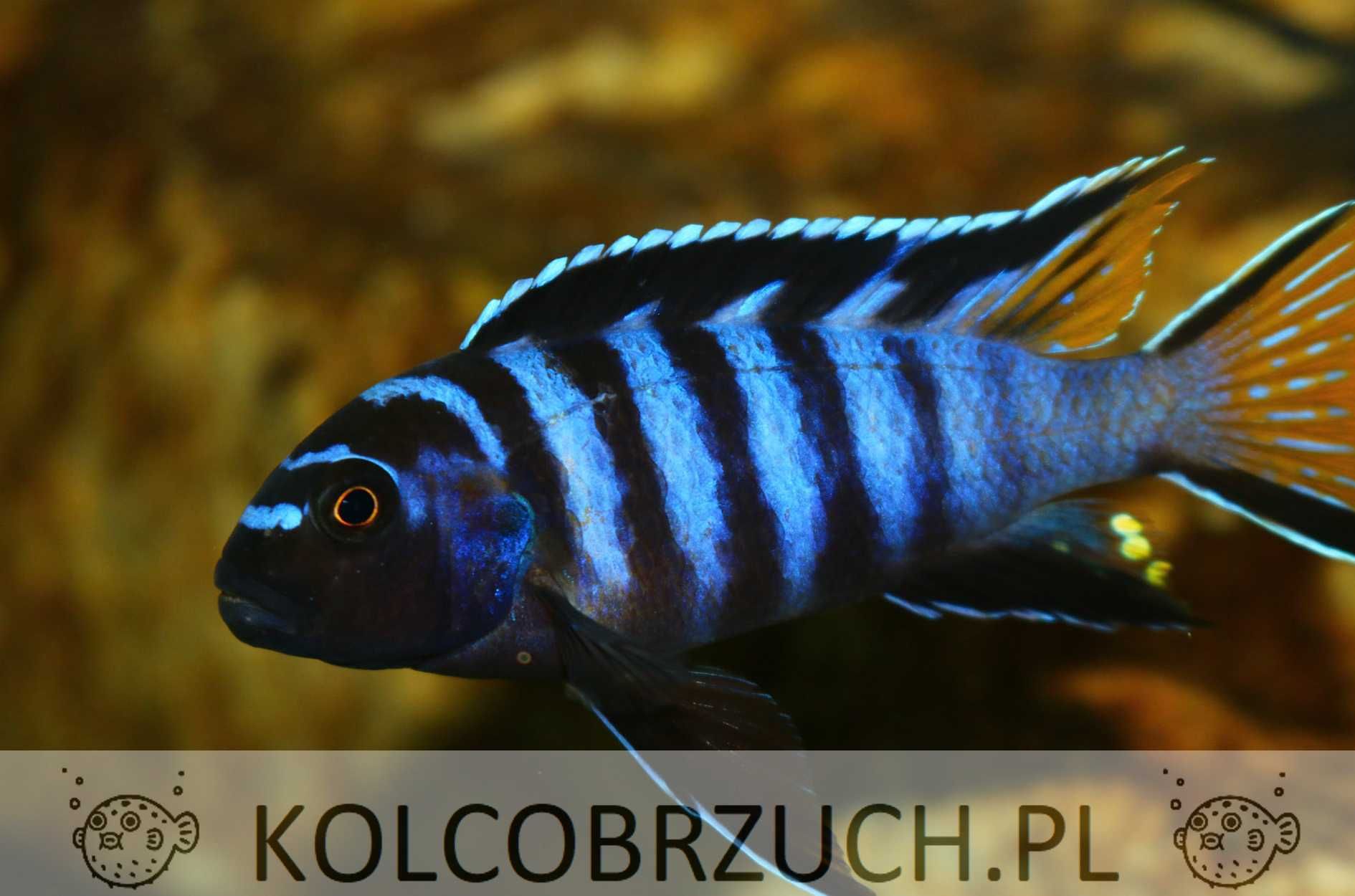 Metriaclima elongatus Mphanga - dowozimy, wysyłamy