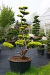 Drzewa i krzewy formowane Niwaki - bonsai -SZKÓŁKA
