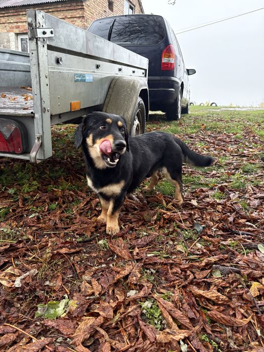 PILNY dom dla psiaka