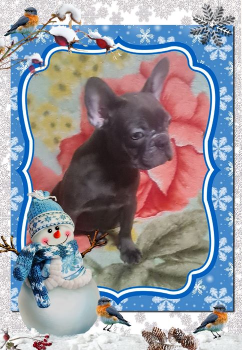 Чотири помета цуценят французького бульдога хлопчики і дівчата.