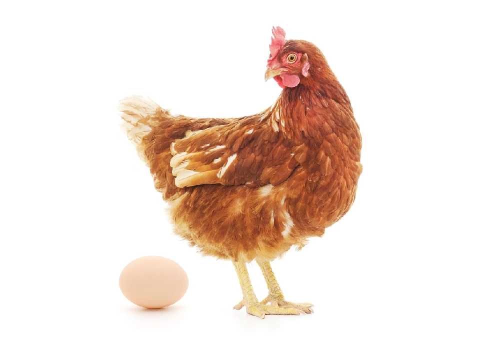 Ломан Браун продаж інкубаційного яйця (імпорт)