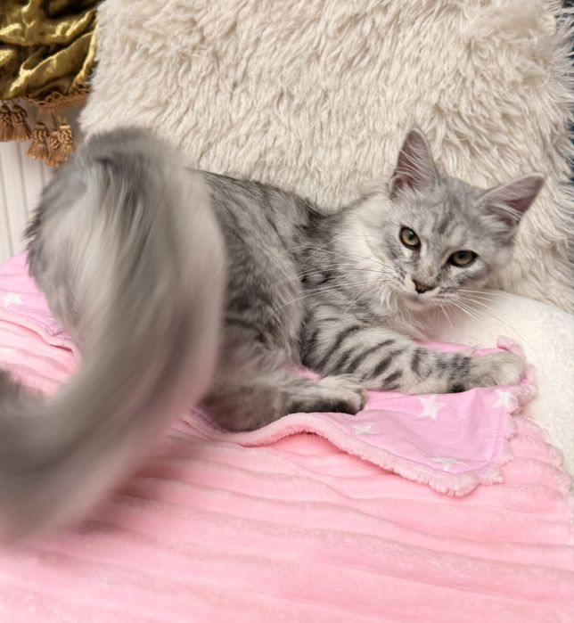 Мейн Кун звезда в алмазном цвете