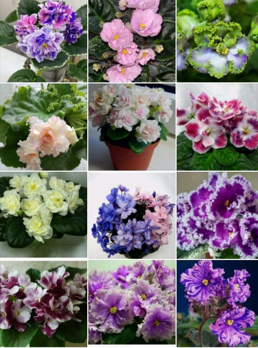 РОЗПРОДАЖ  молоденькі кустики сортової фіалки