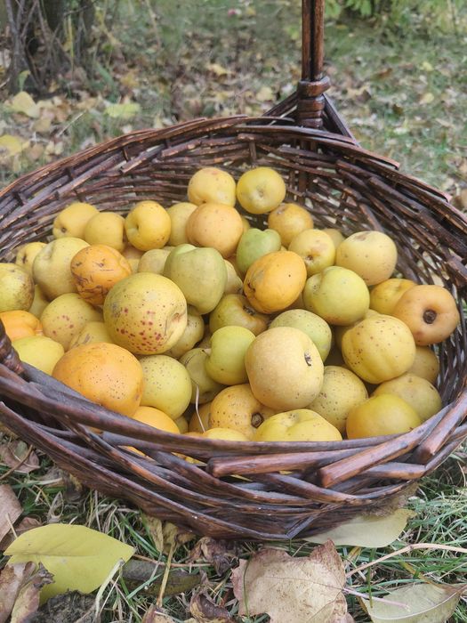 Pigwowiec japoński pigwa owoce 100% Ekologiczne 3 kg