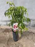 Arvore de litchia litchi
