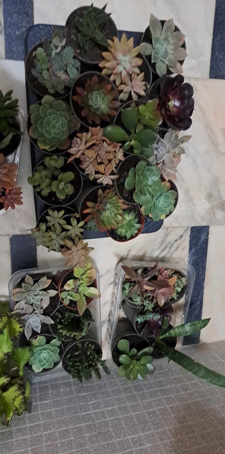 SUCULENTAS Vaso  tam. 8cm