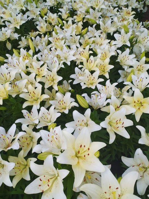 Лилия саженцы Лілія сажанці