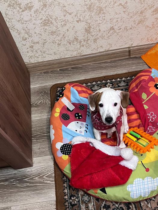 Красивая девочка джек рассел терьер ищет маму