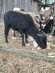 Baranek tryk 50% dorper