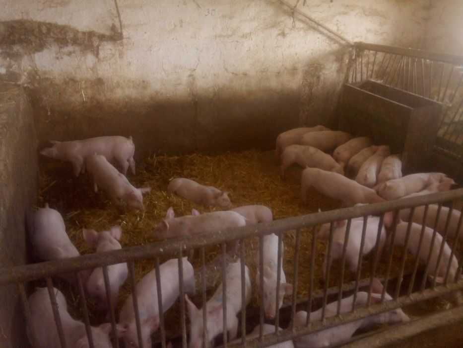 sprzedam prosięta  warchlaki 32 sztuki