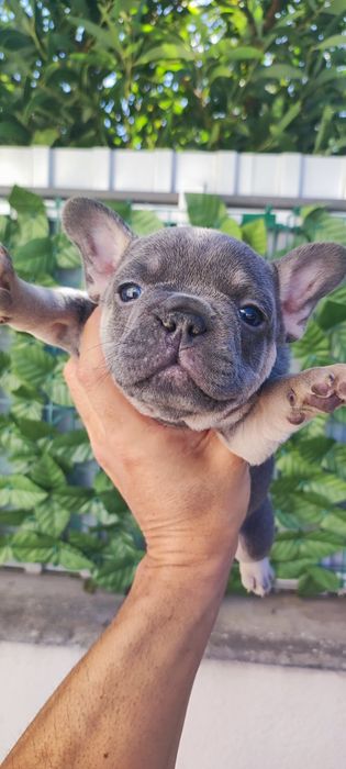 Bulldog francês fêmea blue tan