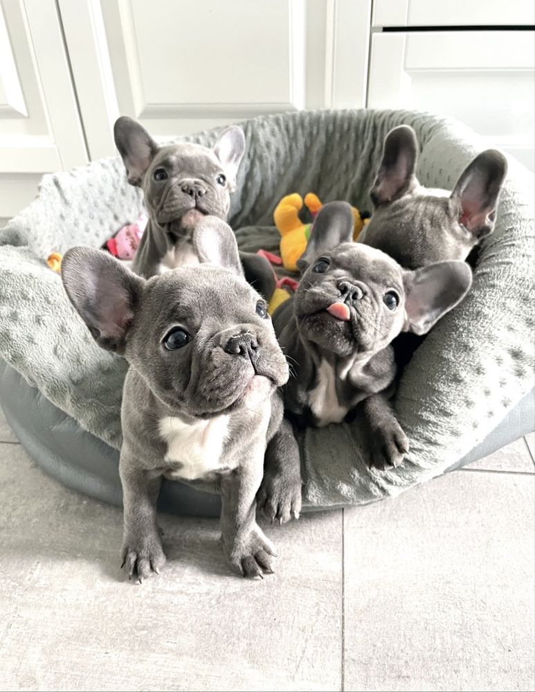 Buldog francuski blue gotowy do odbioru