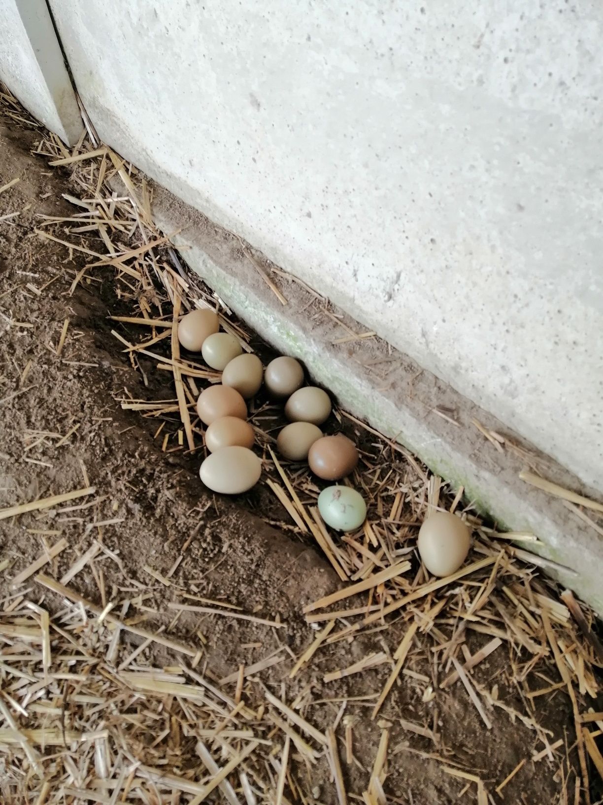 Інкубаційні яйця фазана