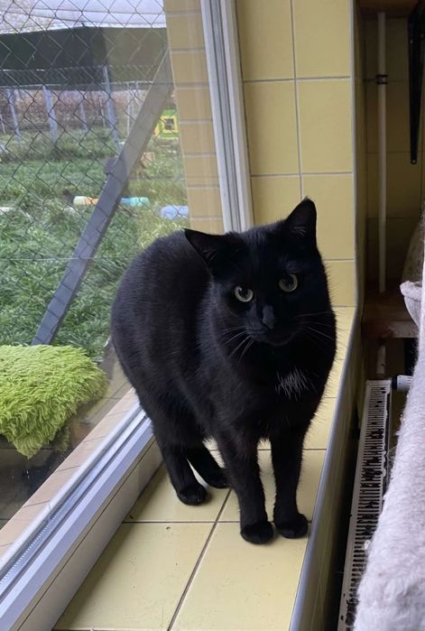 Czarnym kocurek Elmo do adopcji od 3lat :(