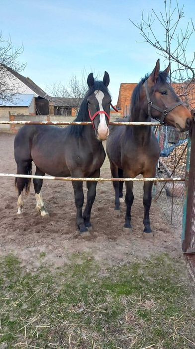 sprzedam ogierka i klacz śląską