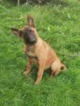 Owczarek Belgijski Malinois