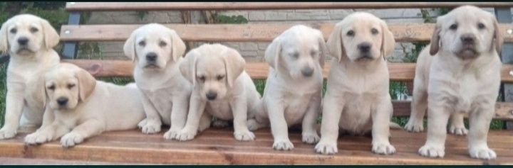 Крупный Шоколад коричневый Лабрадор Ретривер щенки питомника